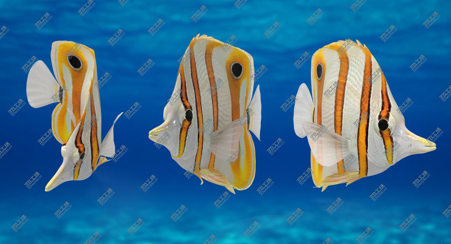 images/goods_img/2021040161/3D Copperband Butterflyfish (Animated)/4.jpg